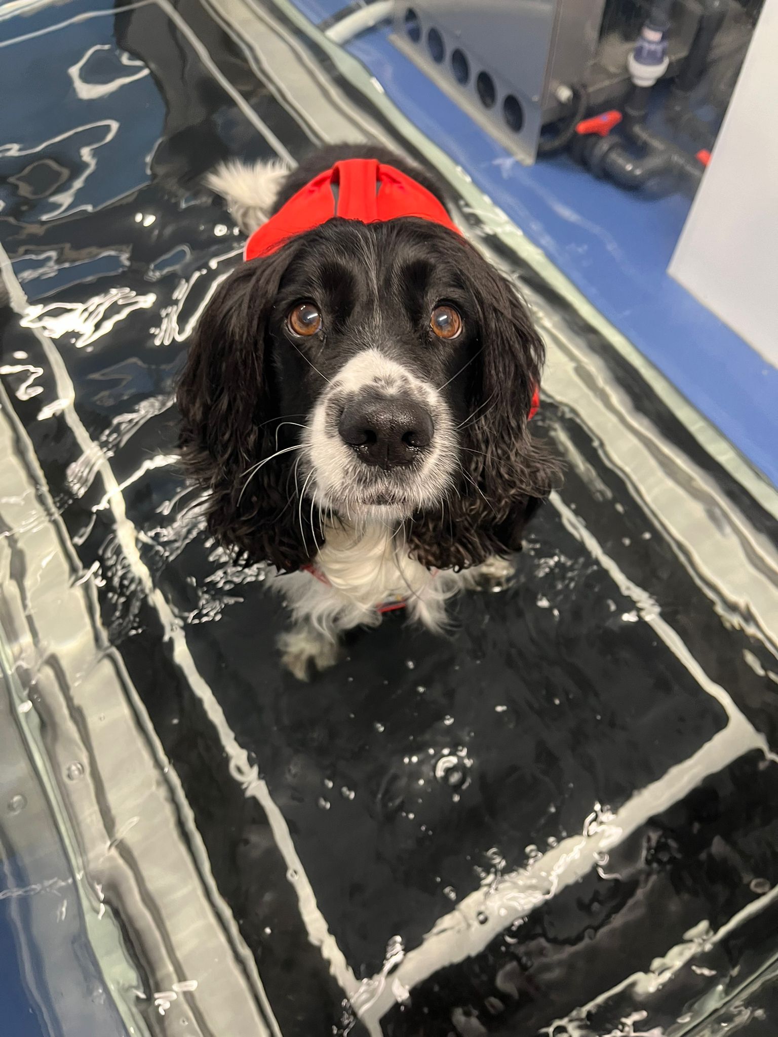 physiotherapy for dogs with hip dysplasia